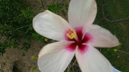 Contrôle Technique La Gacilly, Centre de Contrôle Technique Automobile à La Gacilly