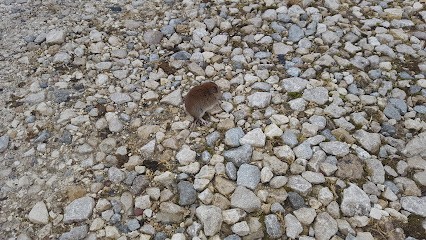 DEKRA Contrôle Technique, Centre de Contrôle Technique Automobile à Vézelise